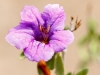 Baja Ruellia