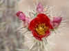 Cactus Flower