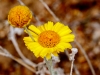 Desert Marigold