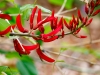 Hybrid Coral Tree