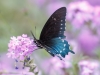 Pipevine Swallowtail