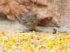 Lincoln's Sparrow