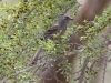 Phainopepla