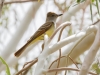 Brown-crested Flycatcher