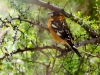 Black-headed Grosbeak