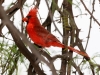 Northern Cardinal