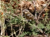 Black-headed Grosbeak