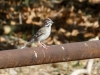 Lark Sparrow