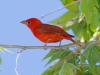 Summer Tanager