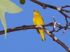 Yellow Warbler