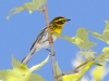 Townsend's Warbler