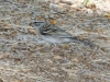 Chipping Sparrow