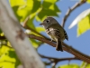 Gray Flycatcher