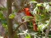 Northern Cardinal