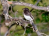 Black Phoebe