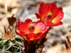 Cactus Flower