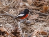 Painted Redstart