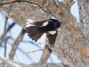 Painted Redstart