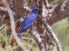 Western Bluebird