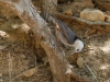 White-breasted Nuthatch