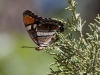 Arizona Sister Butterfly