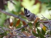 Bridled Titmouse