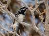 Black-throated Gray Warbler