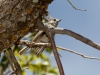 Juniper Titmouse