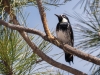 Acorn Woodpecker