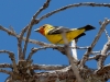 Western Tanager