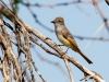 Ash-throated Flycatcher