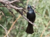 Phainopepla