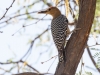 Gila Woodpecker