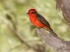 Vermilion Flycatcher