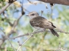 Vermilion Flycatcher