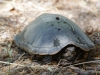 Sonora Mud Turtle