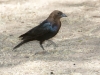 Brown-headed Cowbird