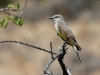 Western Kingbird