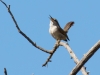 Bewick's Wren