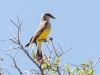 Western Kingbird