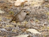 House Wren