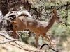 White-tailed deer