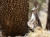 Arizona Gray Squirrel