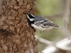 Black-throated Gray Warbler