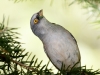 Yellow-eyed Junco