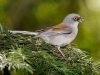 Yellow-eyed Junco