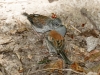 Yellow-eyed Junco