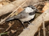 Mountain Chickadee