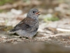 Yellow-eyed Junco