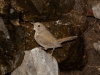 House Wren